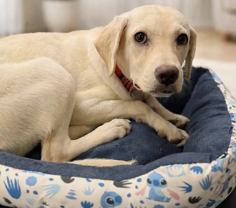 A baby small-sized female Mixed Breed dog named Sorbet for adoption in Evansville, IN