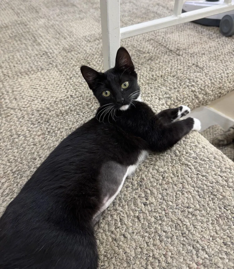 A young medium-sized female Domestic Short Hair cat named Nila for adoption in San Jose, CA
