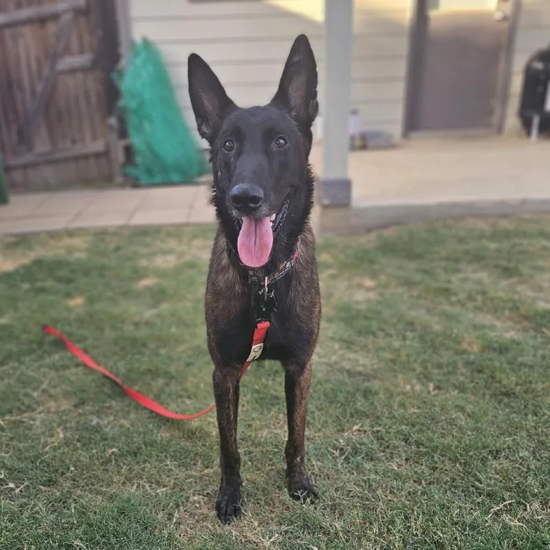 An adult large-sized male Brown / Chocolate Belgian Shepherd / Malinois dog named Rocket for adoption in San Antonio, TX