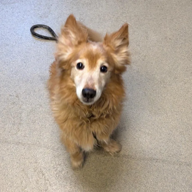 A senior small-sized male Golden Mixed Breed dog named Nico for adoption in Fredericksburg, VA