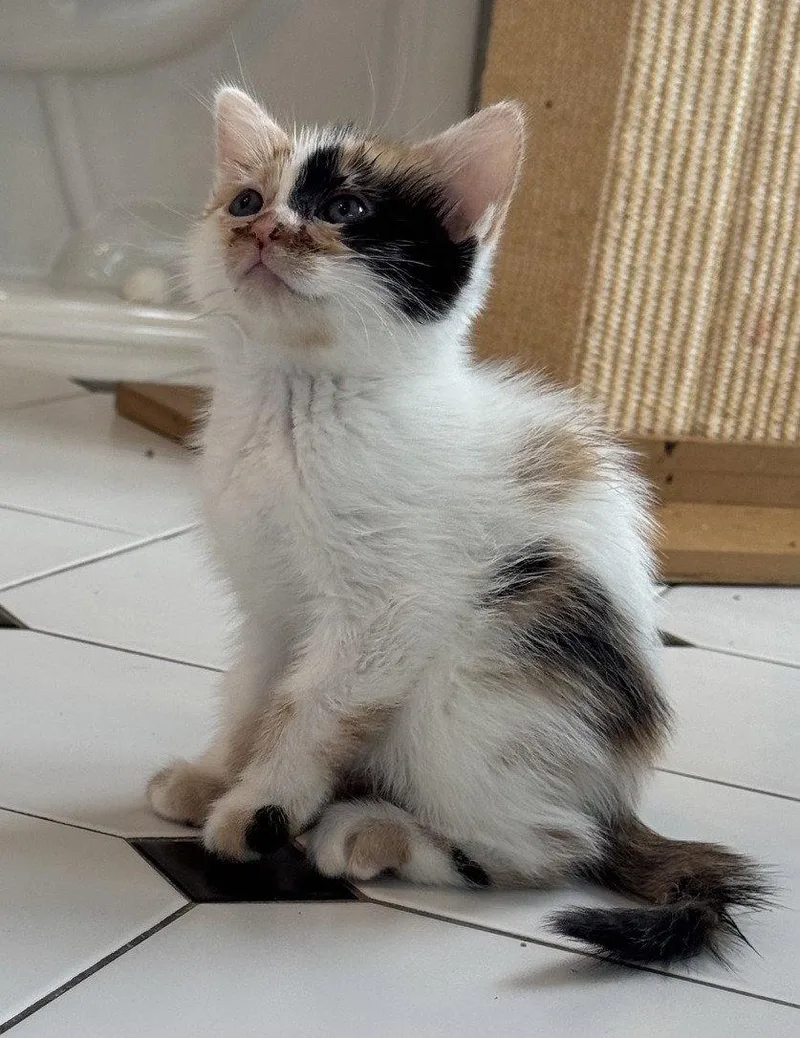 A baby medium-sized female Domestic Short Hair cat named Lily for adoption in San Jose, CA