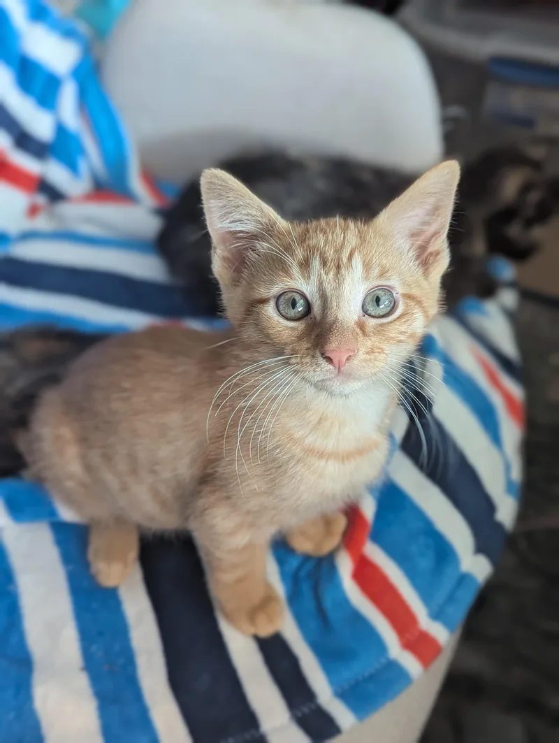 A baby medium-sized male Tabby (Orange / Red) Domestic Short Hair cat named Twinkie for adoption in Fort Worth, TX