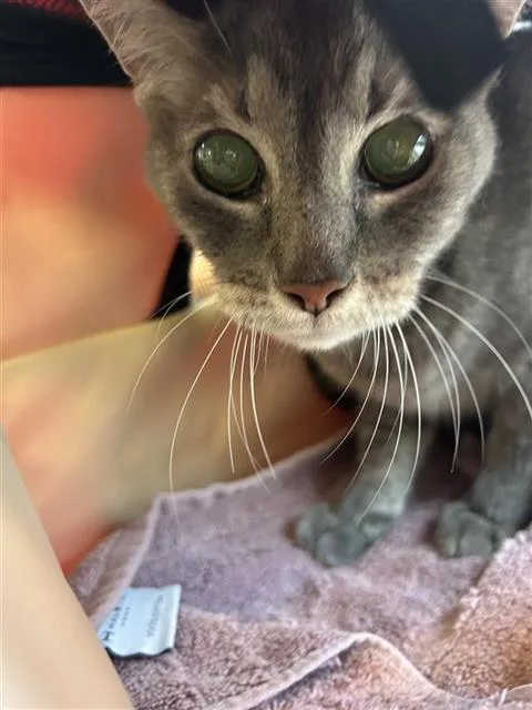 A senior small-sized male Domestic Short Hair cat named Precious for adoption in San Antonio, TX