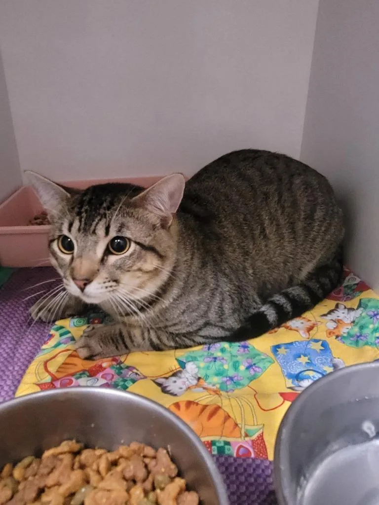 A young large-sized male Domestic Short Hair cat named Ray for adoption in Huntsville, TX