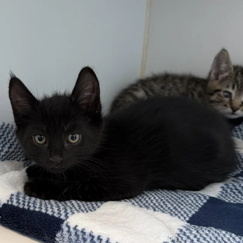 A baby small-sized male Black Domestic Short Hair cat named Ray for adoption in Oakland, CA