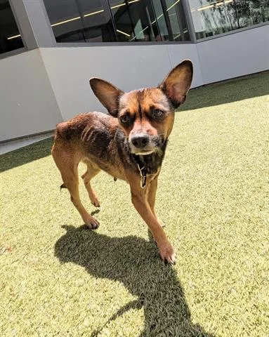 A young small-sized female Chihuahua dog named Cinnamon for adoption in San Martin, CA