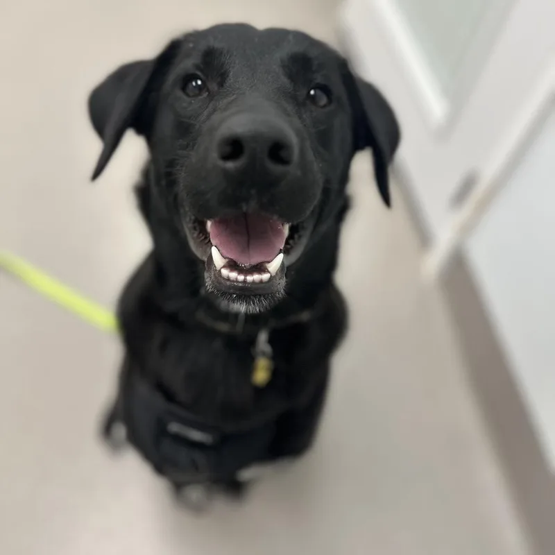 An adult large-sized female Black Labrador Retriever dog named Lois for adoption in Chesapeake, VA