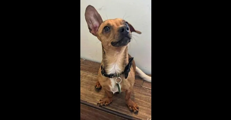 A young small-sized male Dachshund dog named Kobe for adoption in Pomona, CA
