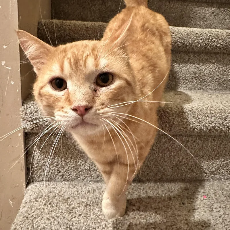 An adult large-sized male Tabby (Orange / Red) Domestic Short Hair cat named Henry for adoption in East Lansing, MI