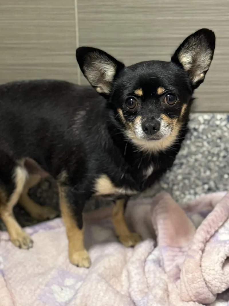An adult small-sized male Black Chihuahua dog named Rosey for adoption in Los Alamitos, CA