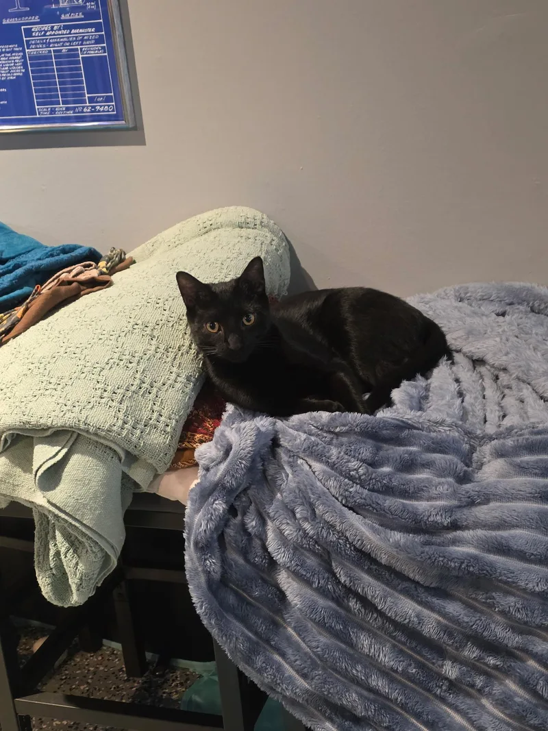 A young medium-sized male Black Domestic Short Hair cat named Waffles for adoption in Bethlehem, PA