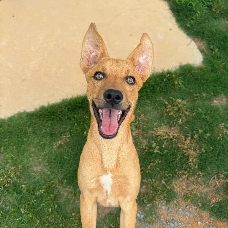 A baby small-sized male Feist dog named Jay for adoption in Mount Gilead, NC