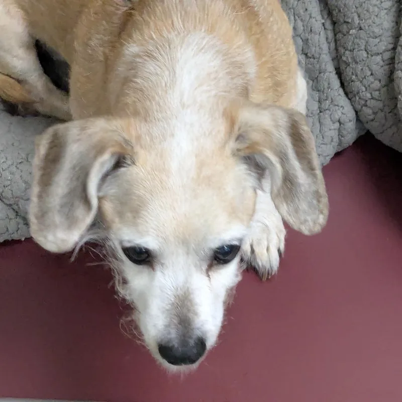 A senior small-sized male Yellow / Tan / Blond / Fawn Mixed Breed dog named Nacho Man for adoption in Grand Rapids, MI