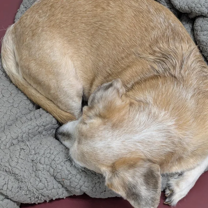 Nacho Man thumbnail 2