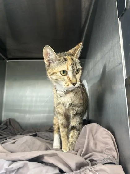 An adult medium-sized female Domestic Short Hair cat named Lilly for adoption in West Chester, PA