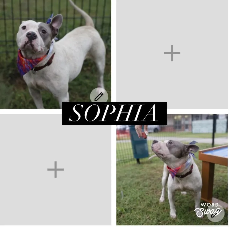 mini pit Sophia