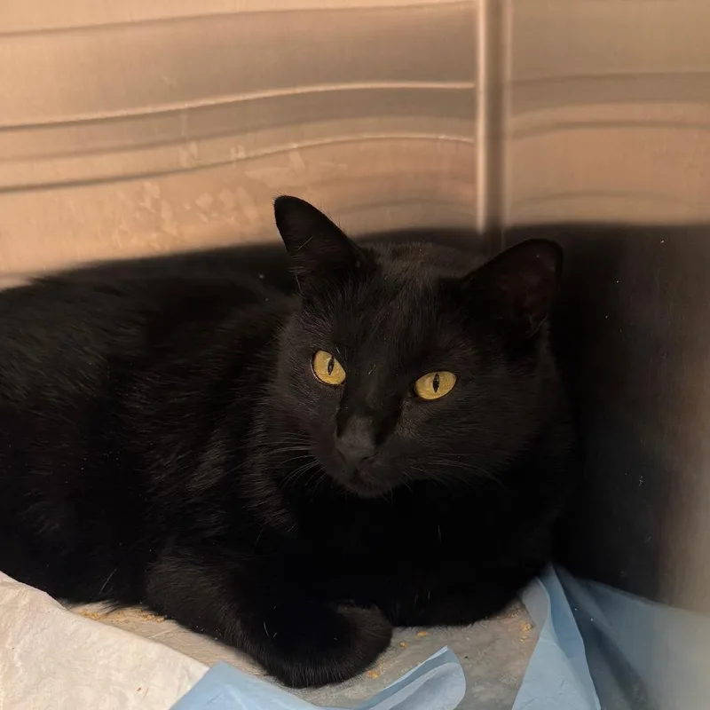 An adult extra large-sized male Domestic Short Hair cat named Meelo for adoption in Tampa, FL