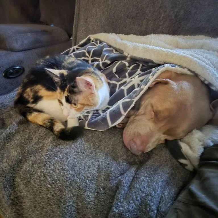 Tara & Ginger Bonded thumbnail 2