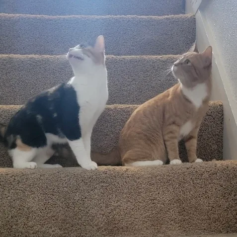 Tara & Ginger Bonded