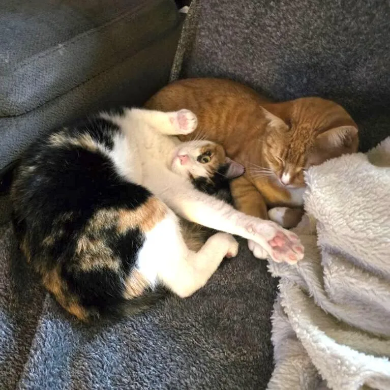 Tara & Ginger Bonded thumbnail 4