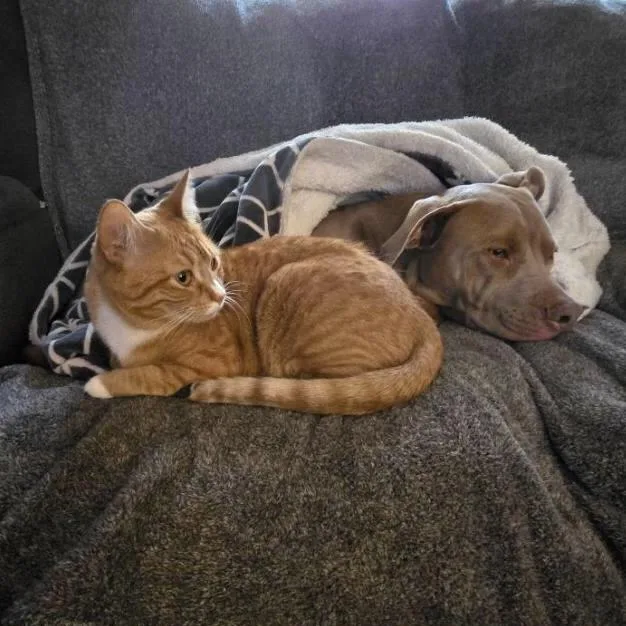 Tara & Ginger Bonded thumbnail 5