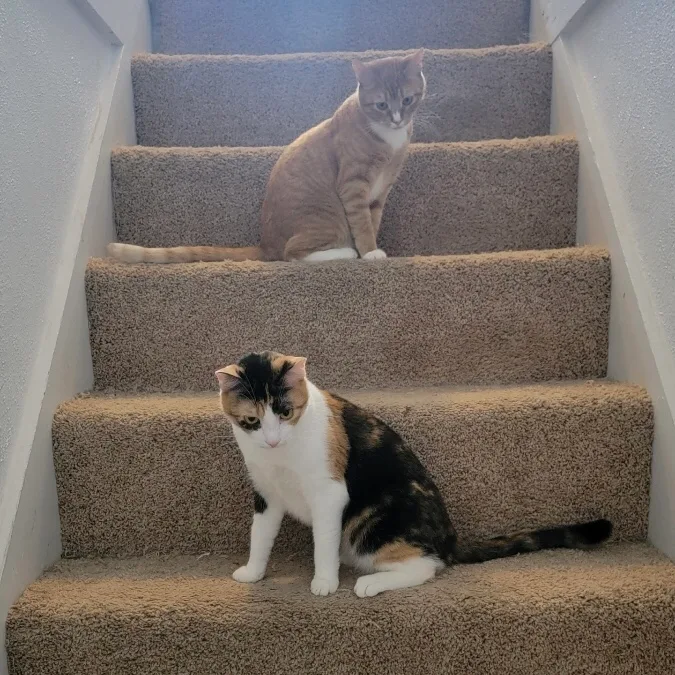 Tara & Ginger Bonded thumbnail 6