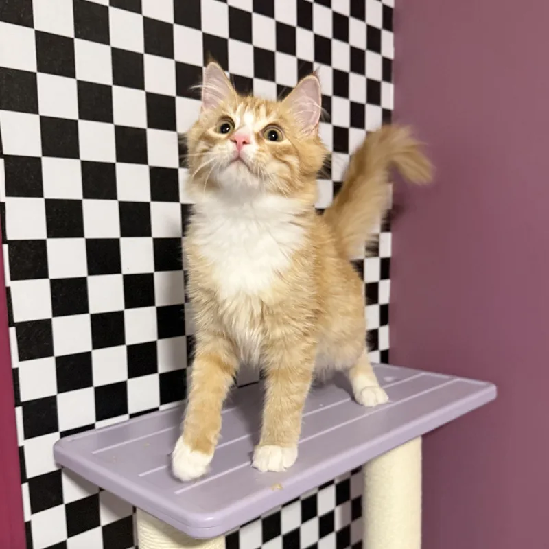 A baby small-sized female Domestic Medium Hair cat named Elsie for adoption in Sweetwater, TN