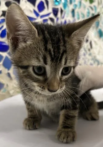 A baby small-sized male Domestic Short Hair cat named Fenway for adoption in Pensacola, FL