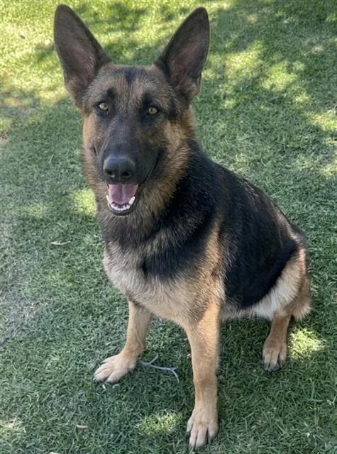 A young large-sized female German Shepherd Dog dog named Alaska for adoption in Riverside, CA