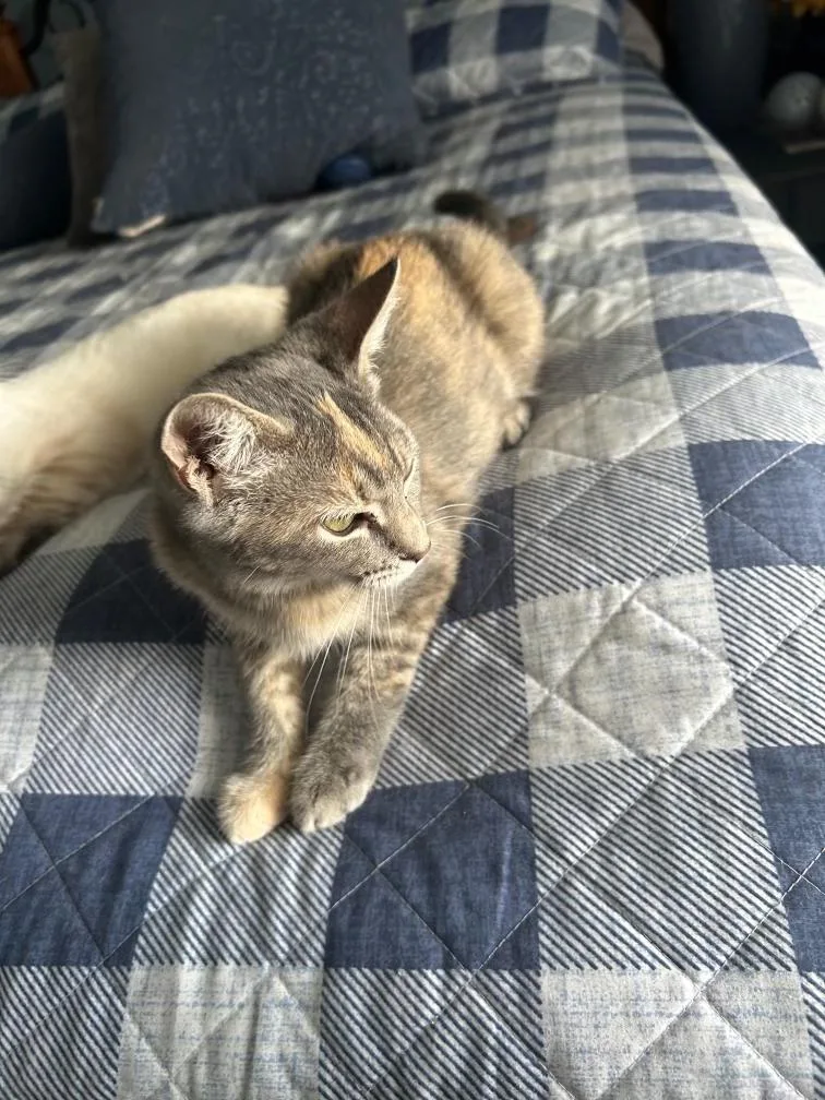 A baby medium-sized female Domestic Short Hair cat named Peaches for adoption in Pocatello, ID