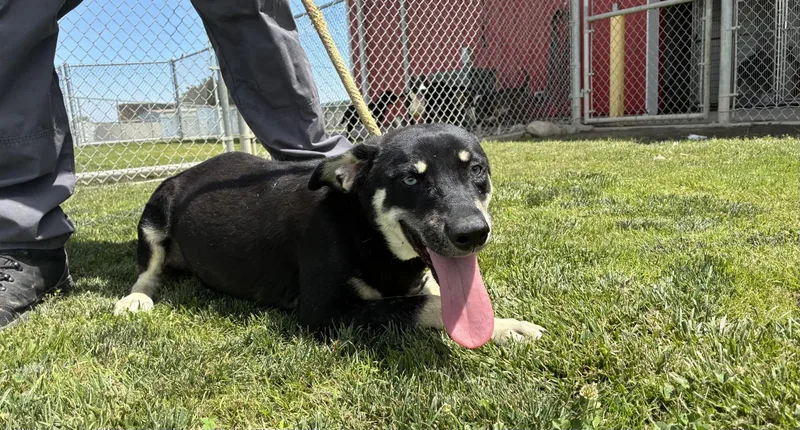 A young medium-sized female Black German Shepherd Dog dog named Millie for adoption in Delano, CA