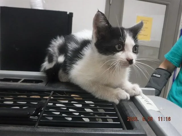 A baby small-sized female Domestic Short Hair cat named Tallulah for adoption in Oroville, CA