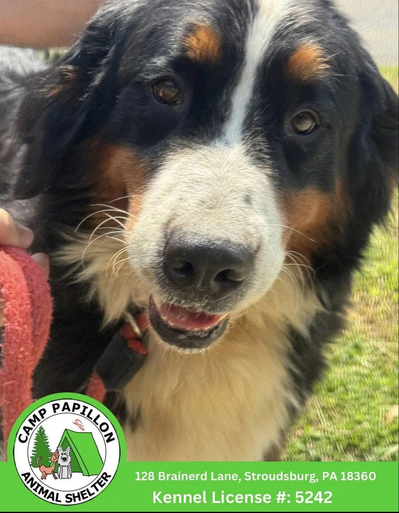 An adult medium-sized female Bernese Mountain Dog dog named Darlene for adoption in Stroudsburg, PA