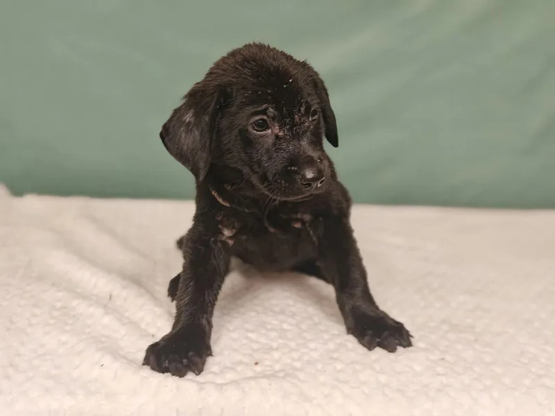 A baby medium-sized female Labrador Retriever dog named Haley for adoption in Royal Palm Beach, FL