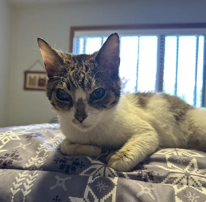 A senior small-sized female Gray & White Domestic Short Hair cat named Cece for adoption in Poplar Grove, IL
