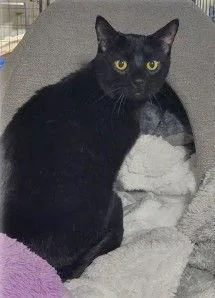 Bagheera