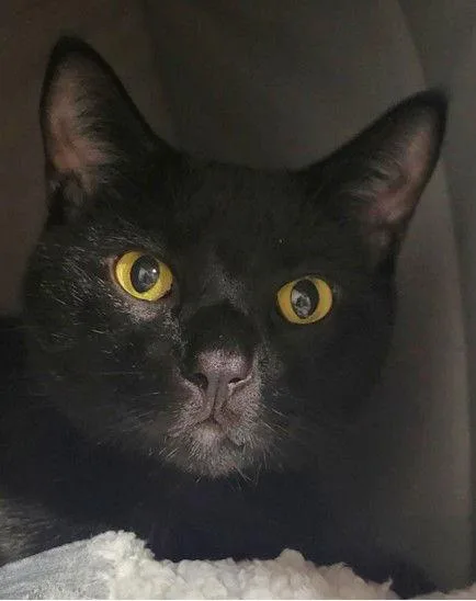 Bagheera thumbnail 2