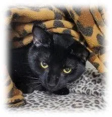 Bagheera thumbnail 3