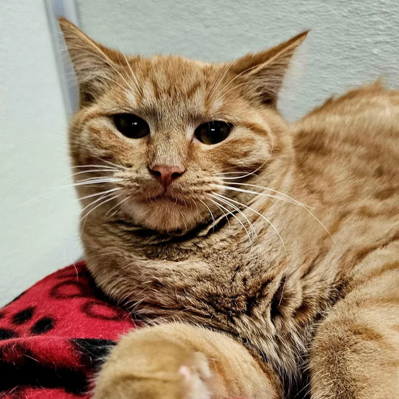 A young medium-sized male Orange & White Domestic Short Hair cat named Tongs for adoption in Mount Pleasant, MI