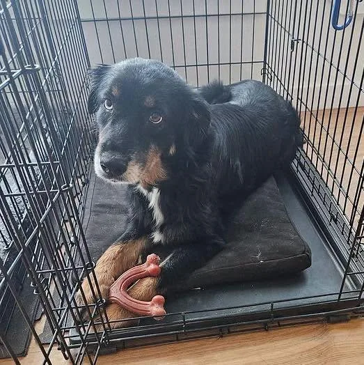 An adult medium-sized female Tricolor (Brown, Black, & White) Australian Shepherd dog named Maya for adoption in Ovilla, TX