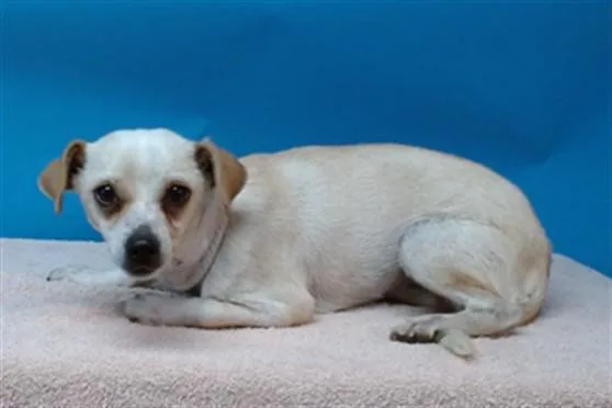 An adult small-sized female Chihuahua dog named Shaylo for adoption in Gardena, CA