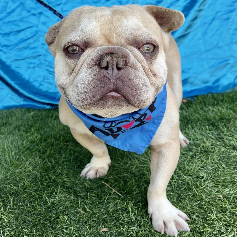 A young small-sized male Apricot / Beige French Bulldog dog named Titus for adoption in Rowland Heights, CA