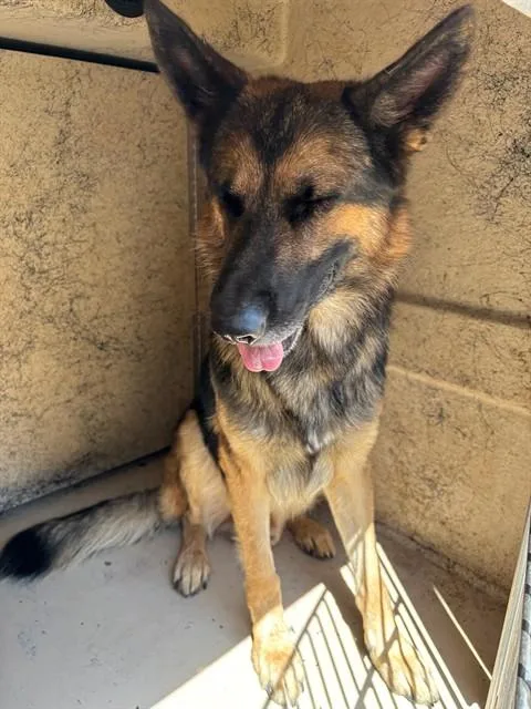 An adult medium-sized male German Shepherd Dog dog named A for adoption in Oklahoma City, OK