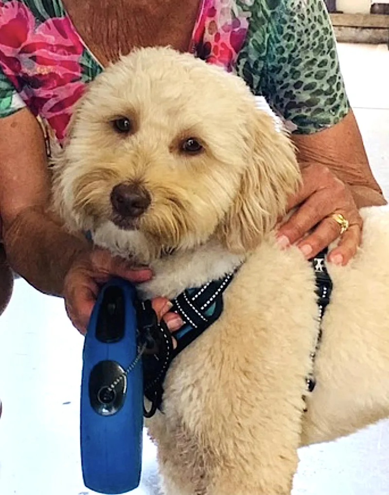 An adult medium-sized male Apricot / Beige Aussiedoodle dog named Archie for adoption in Amherst, MA