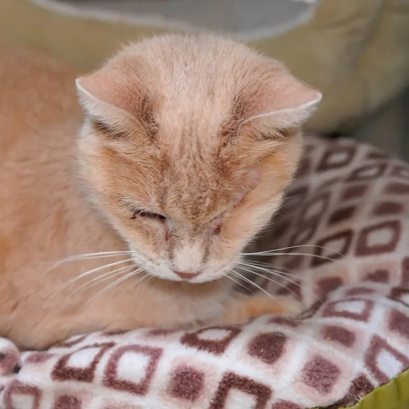 A senior medium-sized female Buff / Tan / Fawn Domestic Short Hair cat named Scrounge for adoption in Thomaston, ME