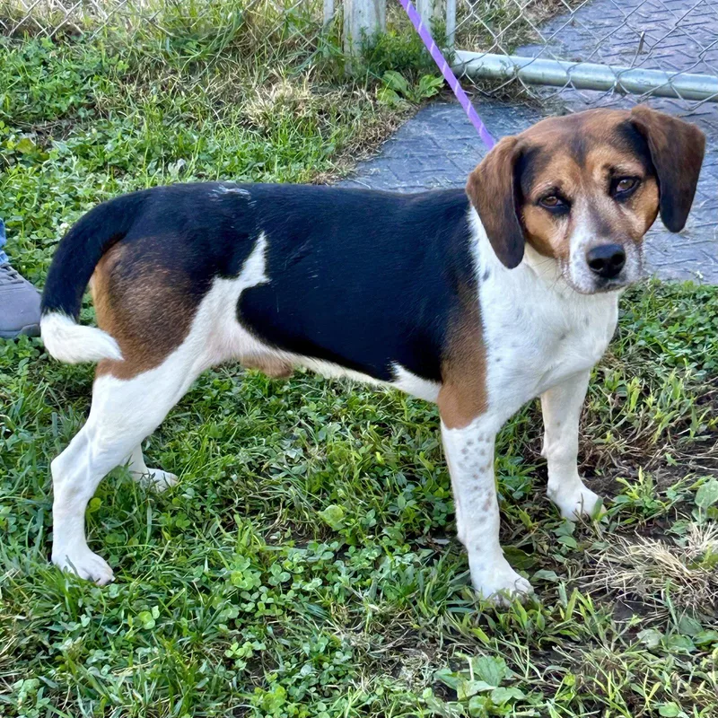 An adult medium-sized male Beagle dog named Biscuit for adoption in Norwood, OH