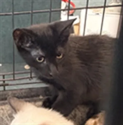 A baby large-sized male Domestic Short Hair cat named Flame for adoption in Chatsworth, CA
