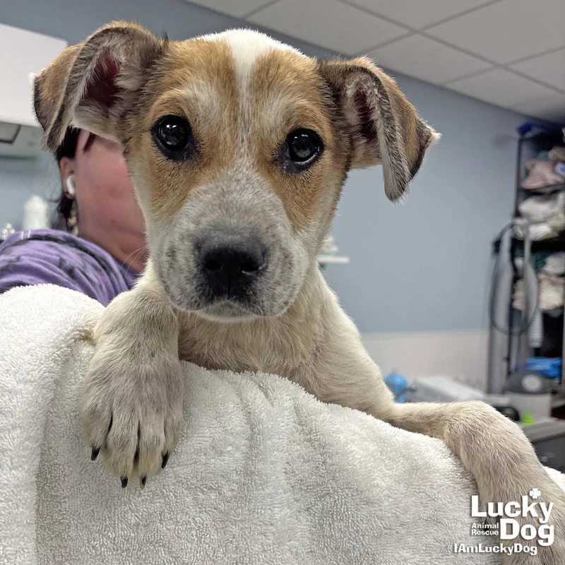 A baby medium-sized male Australian Cattle Dog / Blue Heeler dog named Silver for adoption in Washington, DC