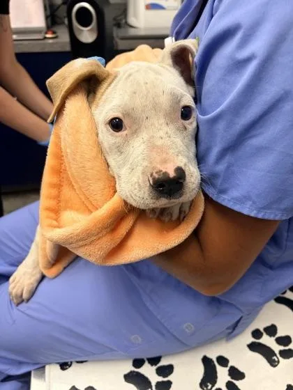 An adult small-sized female Terrier dog named B Juniper for adoption in North Charleston, SC