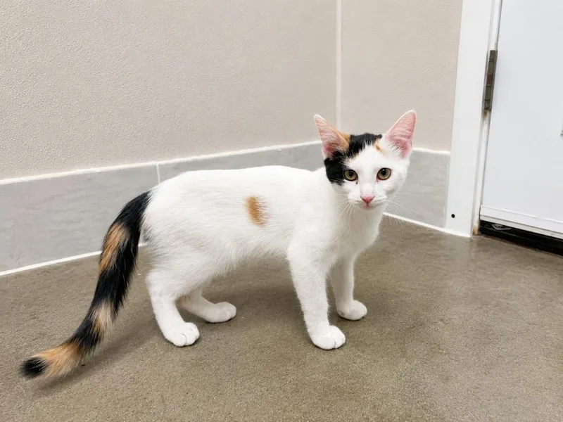 A baby medium-sized female Calico cat named Rachel for adoption in Raleigh, NC